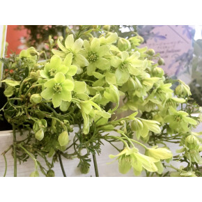 きょうのお花☆