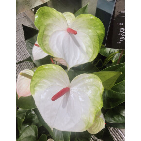 きょうのお花☆
