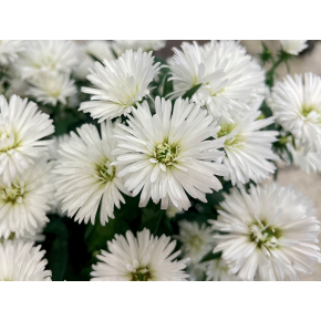 きょうのお花☆