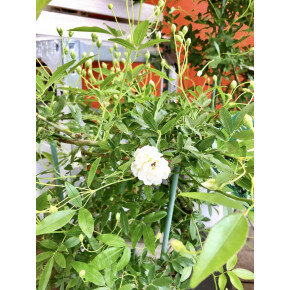 きょうのお花☆