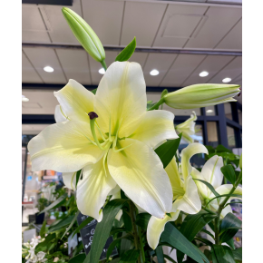 きょうのお花☆