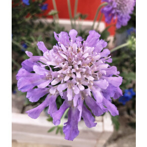 きょうのお花☆