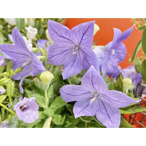 きょうのお花☆