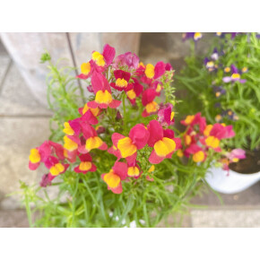 きょうのお花☆