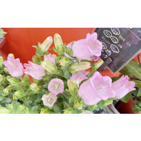きょうのお花☆