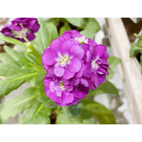きょうのお花☆