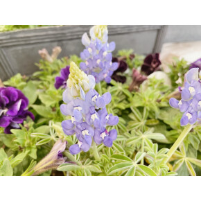 きょうのお花☆