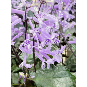 きょうのお花☆