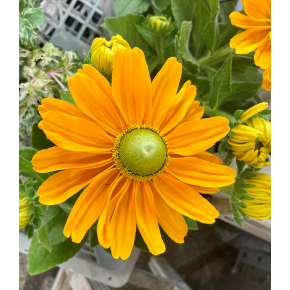 きょうのお花☆
