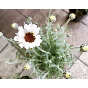 きょうのお花☆
