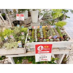 きょうのお花☆