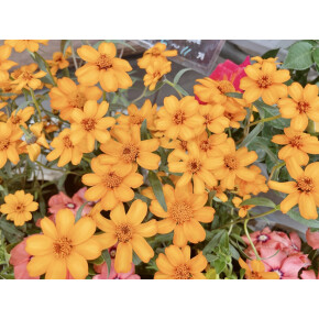 きょうのお花☆