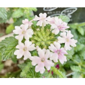 きょうのお花☆