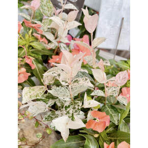 きょうのお花☆