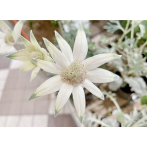 きょうのお花☆