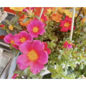 きょうのお花☆