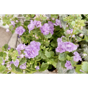 きょうのお花☆