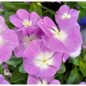 きょうのお花☆