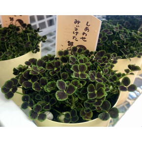 きょうのお花☆