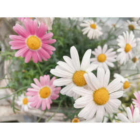 きょうのお花☆