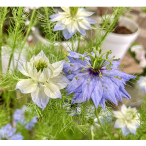 きょうのお花☆
