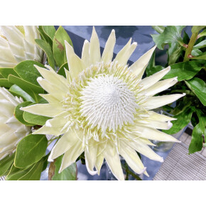 きょうのお花☆