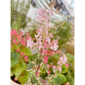 きょうのお花☆