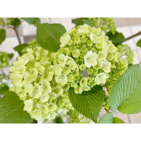 きょうのお花☆