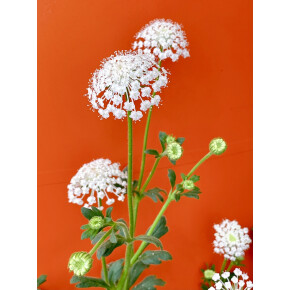 きょうのお花☆