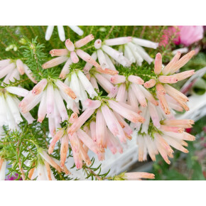 きょうのお花☆