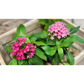  きょうのお花☆