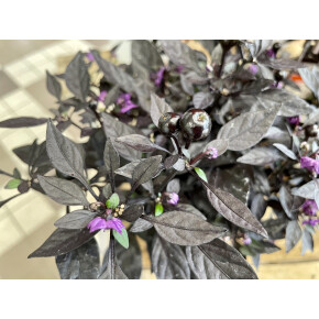 きょうのお花☆