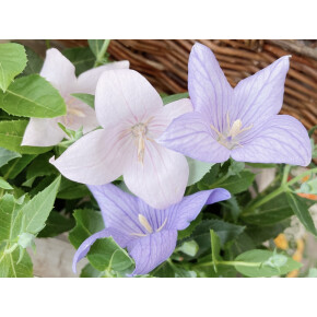 きょうのお花☆
