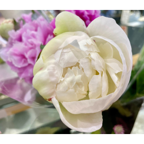 きょうのお花☆