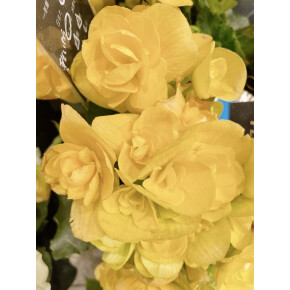きょうのお花☆