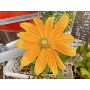 きょうのお花☆