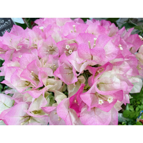 きょうのお花☆