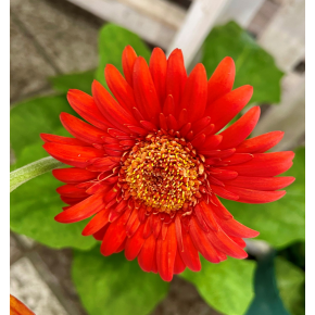 きょうのお花☆