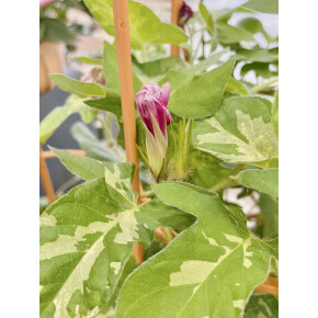 きょうのお花☆