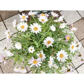 きょうのお花☆