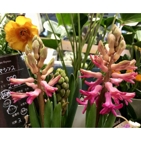 きょうのお花☆
