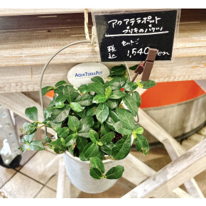 きょうのお花☆