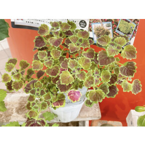 きょうのお花☆