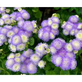 きょうのお花☆