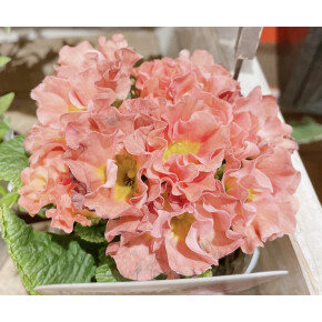 きょうのお花☆