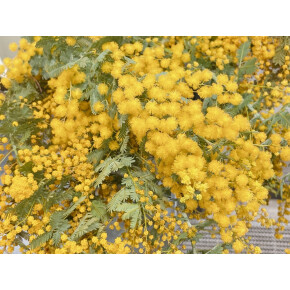 きょうのお花☆