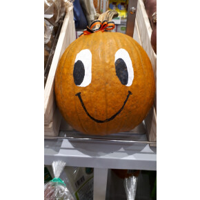 ビオセボンより観賞用ハロウィンかぼちゃのご紹介♪