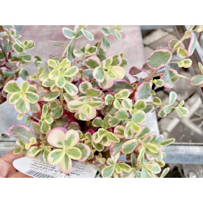 きょうのお花☆