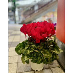 ウインターギフト、承り中です！