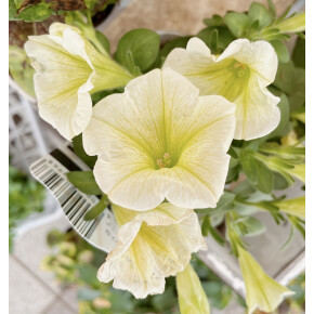 きょうのお花☆
